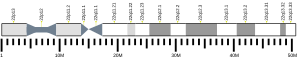 Chromosome 22 (human)