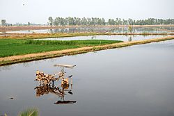 メコンデルタの田園風景