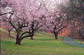 Branch Brook Park