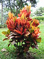 Croton - Codiaeum variegatum