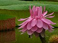 Victoria amazonica