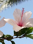 White Hibiscus,Tunisie