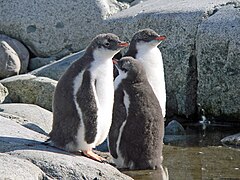 Trois juvéniles Manchots papous sur l’île Petermann (Antarctique).