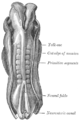 Dorsum van die menslike embrio, 2.11 mm in lengte.