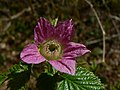 Rubus spectabilis