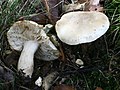 !Tricholoma saponaceum!