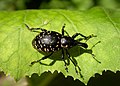 Faulrüssler (Liparus) auf Pestwurz