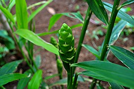 Inflorescencia inmadura del jengibre (Zingiber officinale), se observan las brácteas que protegen cada flor.