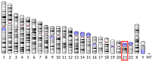 Chromosome 21 humain