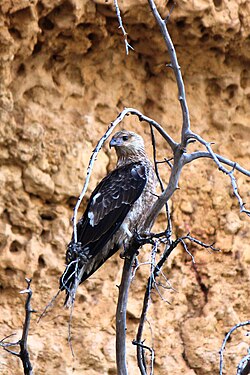 Austrālijas mazais ērglis (Hieraaetus morphnoide)