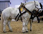 Percheron