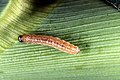 Corn worms are also excellent live-bait when trout fishing.