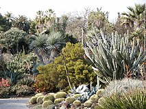 Las plantas xerófilas están adaptadas para sobrevivir largos períodos de sequía.