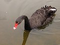 Black swan in the Eco-Lake