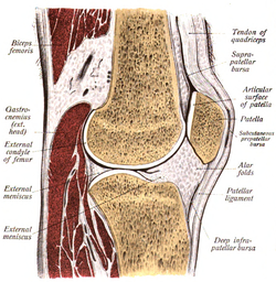 Надколінок (patella)