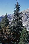 Avet de la Cremada (Vall de Boí)