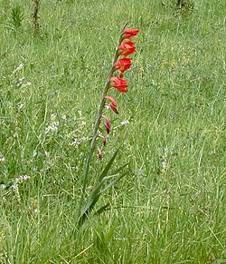 Gladiolus dalenii