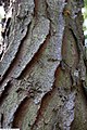 Borka; Státní park, Arboretum Bayarda Cuttinga, New York