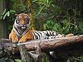 Harimau Malaya di Zoo Negara Malaysia