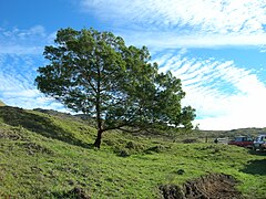 Acacia mearnsii adulte.