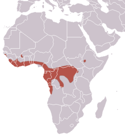 Distribución del murciélago frugívoro de cabeza de martillo