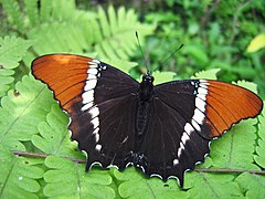 Victorinini Siproeta epaphus