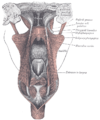 Muscles du palais (vue postérieure).