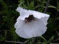 grote Klaproos met een witte bloem