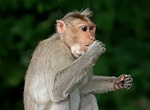 필리핀원숭이 (Macaca fascicularis)