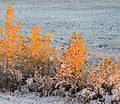 29 octobre 2006 trembles après la neige