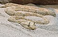 Image 18 Cerastes cerastes Cerastes cerastes, commonly known as the Saharan horned viper or the horned desert viper, is a venomous species of viper native to the deserts of northern Africa and parts of the Arabian Peninsula and Levant. It often is easily recognized by the presence of a pair of supraocular "horns", although hornless individuals do occur. More selected pictures