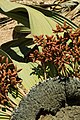 Detail photograph of female plant and cones