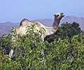 Image 7A camel peering over the leafier portions of Cal Madow, a mountain range in Somalia