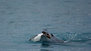 Léopard de mer dévorant un manchot papou.