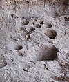 Image 47Rock mortars in Raqefet Cave, used to make beer during the Stone Age. (from History of beer)