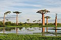 Adansonia grandidieri (Madagaskaras)