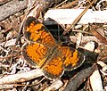 Phyciodes cocyta