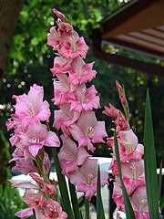 Flores de Gladiolus. Como en las típicas iridáceas poseen 6 tépalos, perdieron el verticilo interno de estambres y el ovario es ínfero. Nótense las hojas ensiformes, que le dieron el nombre a este género (por gladius, la hoja de la espada romana).