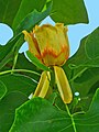 Amerikoonsk tulpenbuum (Liriodendron tulipifera)