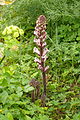 Orobanche sp.