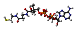 3D struktura koenzima A