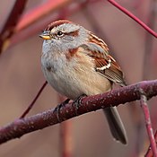 American tree sparrow