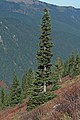 Image 7The narrow conical shape of northern conifers, and their downward-drooping limbs, help them shed snow. (from Conifer)