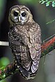 Image 12The northern spotted owl primarily inhabits old-growth forests in the northern part of its range (Canada to southern Oregon) and landscapes with a mix of old and younger forest types in the southern part of its range (the Klamath region and California). (from Old-growth forest)