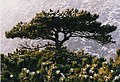 Österreichische Schwarzkiefer (Pinus nigra subsp. nigra) (in Wien auch als „Parapluie-Baum“ bezeichnet[26])