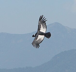 Vlucht van de condor in een Andesvallei