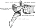 A facet joint between the superior and inferior articular processes (labeled at top and bottom)