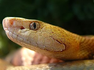 Head of copperhead photographed in Rheinberger Terra-Zoo, Germany.