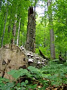 Buchenurwald Stužica