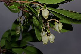 Flores de medronheiro.